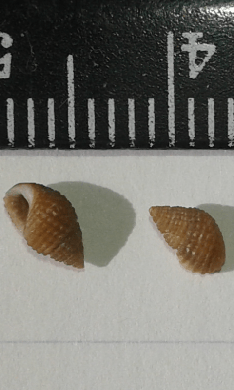 Rissoidae : Alvania cimex?